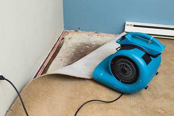 Best Mold removal after water damage  in Running Springs, CA